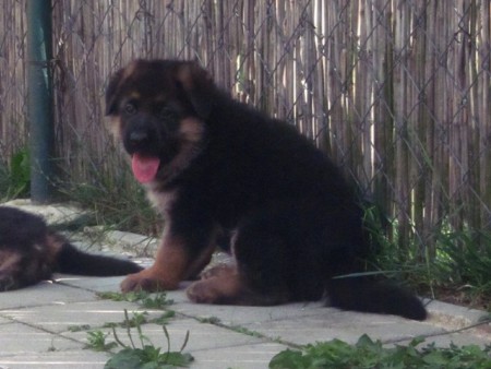 Brasso vom Haus Haribal